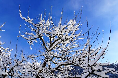 Blue Sky branches nature photo