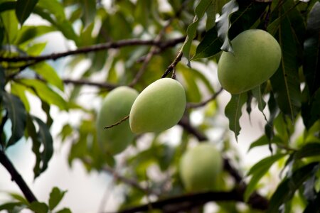 Leaves mango tree photo