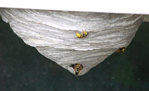 Wasp insect nature
