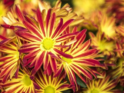 Beautiful beautiful flowers biology