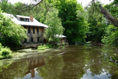 summer landscape with marsh and trees photo