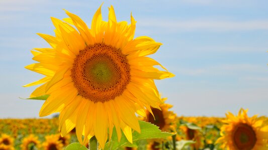 Sunflower field plants summer