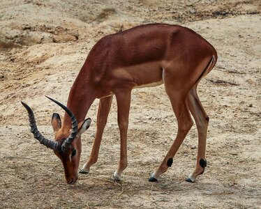 Male impala african antelope aepyceros melampus