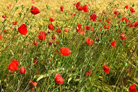 Agriculture beautiful flowers biology