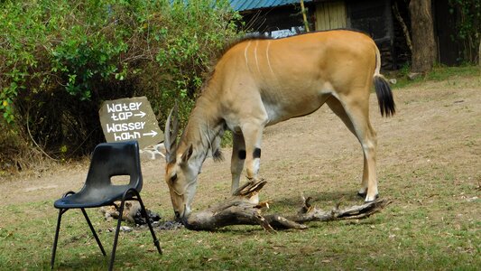 Animals groat chair photo
