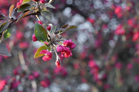 Branches garden nature