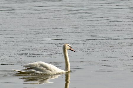 Swan swimming bird photo