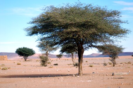 Marroc sand loneliness photo