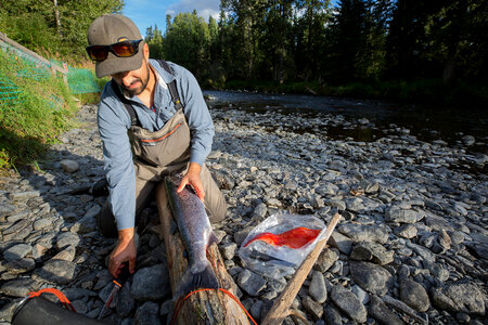 Fisherman catches silver salmon-3 photo