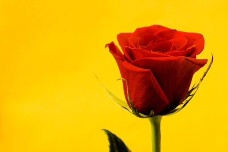 Red Rose on Yellow Background