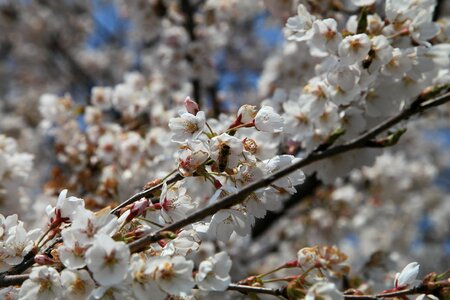 Zhushan cherry blossom festival spring flower festival cherry blossom festival photo
