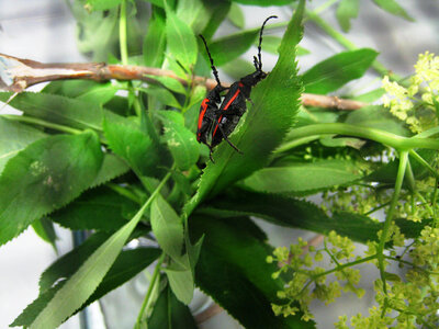 Valley elderberry longhorn beetles (VELB) photo