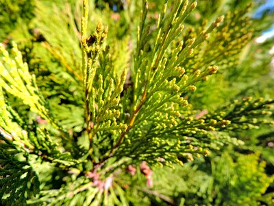 Evergreen nature plant