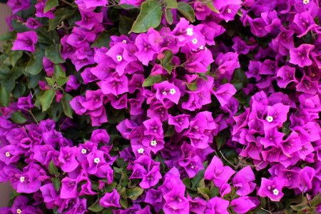 Violet pink flowering photo