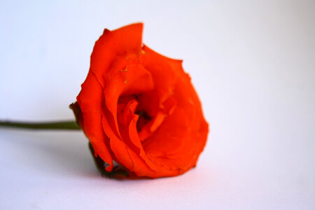 Red Orange Rose photo