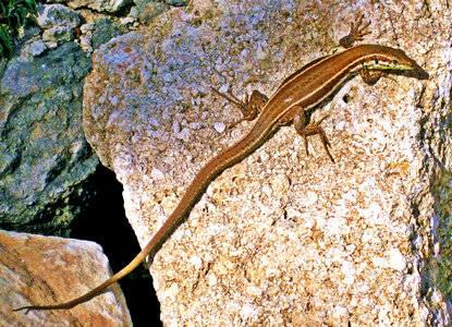 Brown Lizard 