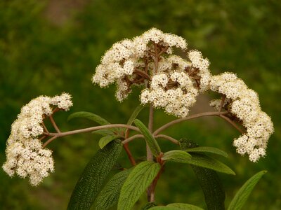 Tongue snowball snow ball musky herb greenhouse