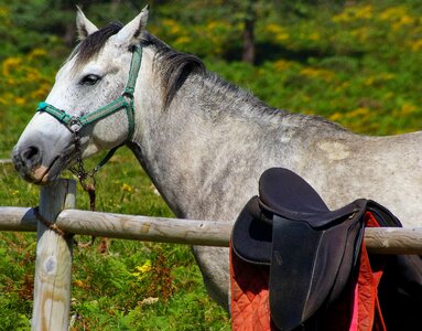 Animal brown cavalry photo