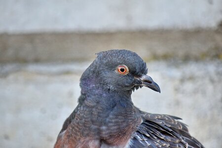 Head pigeon side view photo
