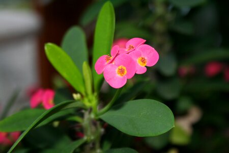 Flower blossom bloom