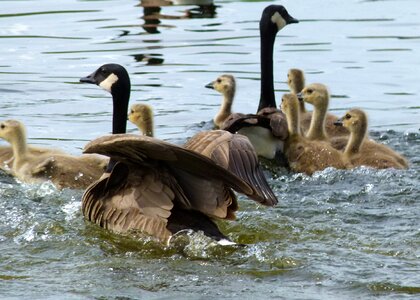 Chicks nature water