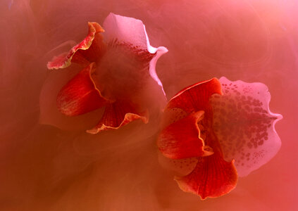 Lady's slipper orchid. (Paphiopedilum Callosum) photo