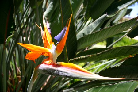 Queen caudata flower yellow