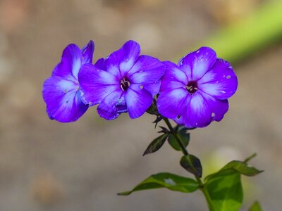 Garden gardening close-up