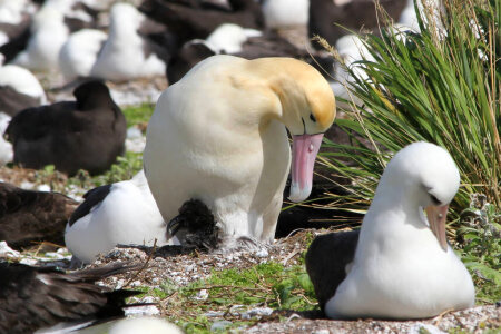 Male Short-tailed albatross and chick-5