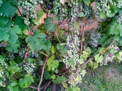 Grapevine greenery half