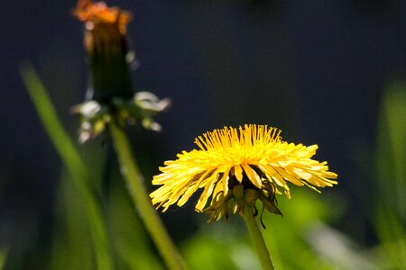 Beautiful Flowers bloom blooming