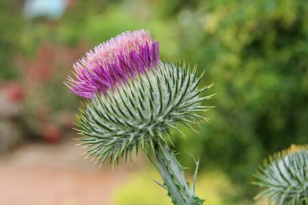 Beautiful Flowers blooming blossom