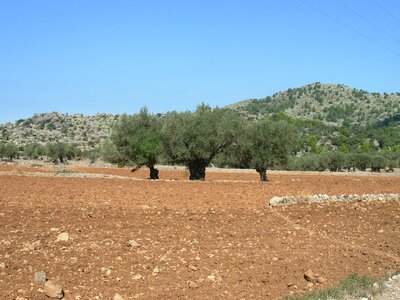 Red mallorca olive trees