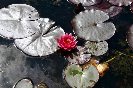 Aquatic beautiful beautiful flowers