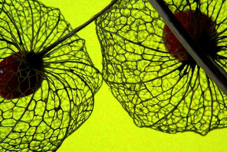 Toxic fall lace