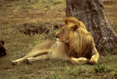 African lion photo