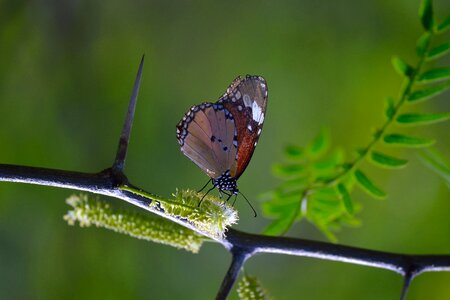 Beautiful Photo branch butterfly