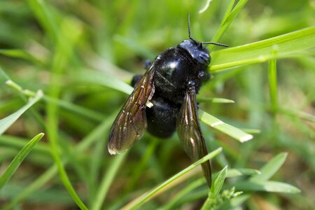 Nature wing bug