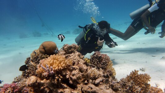 Diving fish underwater photo