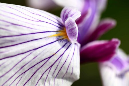 Beautiful beautiful flowers bloom