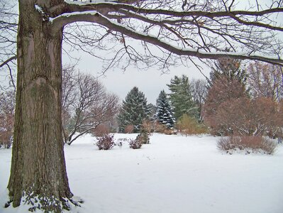 Snow winter evergreen photo