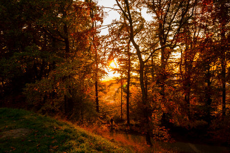Golden Sunset in the forest among the trees photo