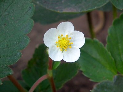 Bud white garden strawberry