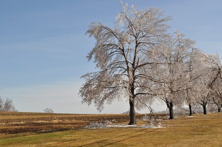 Trees encased in ice after a winter storm
