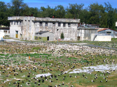 Albatross Nesting Near Historic Building photo