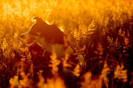 British sheepdog landscape beautiful