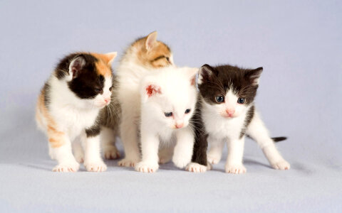 Baby kittens in a group photo