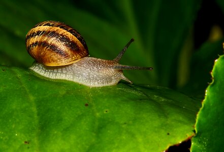 Animal garden gastropod