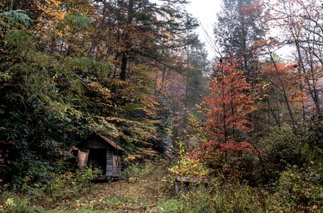 Trees cabin autumn