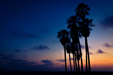 Palm Trees at Sunset against Navy Blue Sky photo